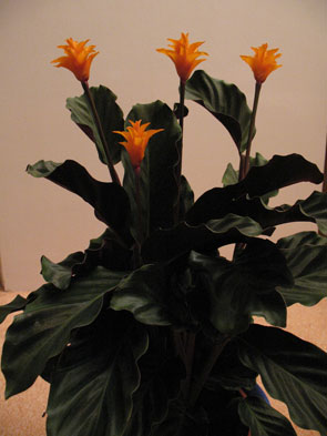 Calathea crocata